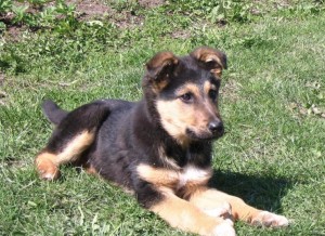 Excited-puppy-puts-pedal-to-the-metal-and-drives-car-into-pond-in-Massachusetts