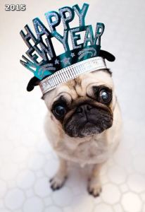 2015-Happy-New-Year-dog-message