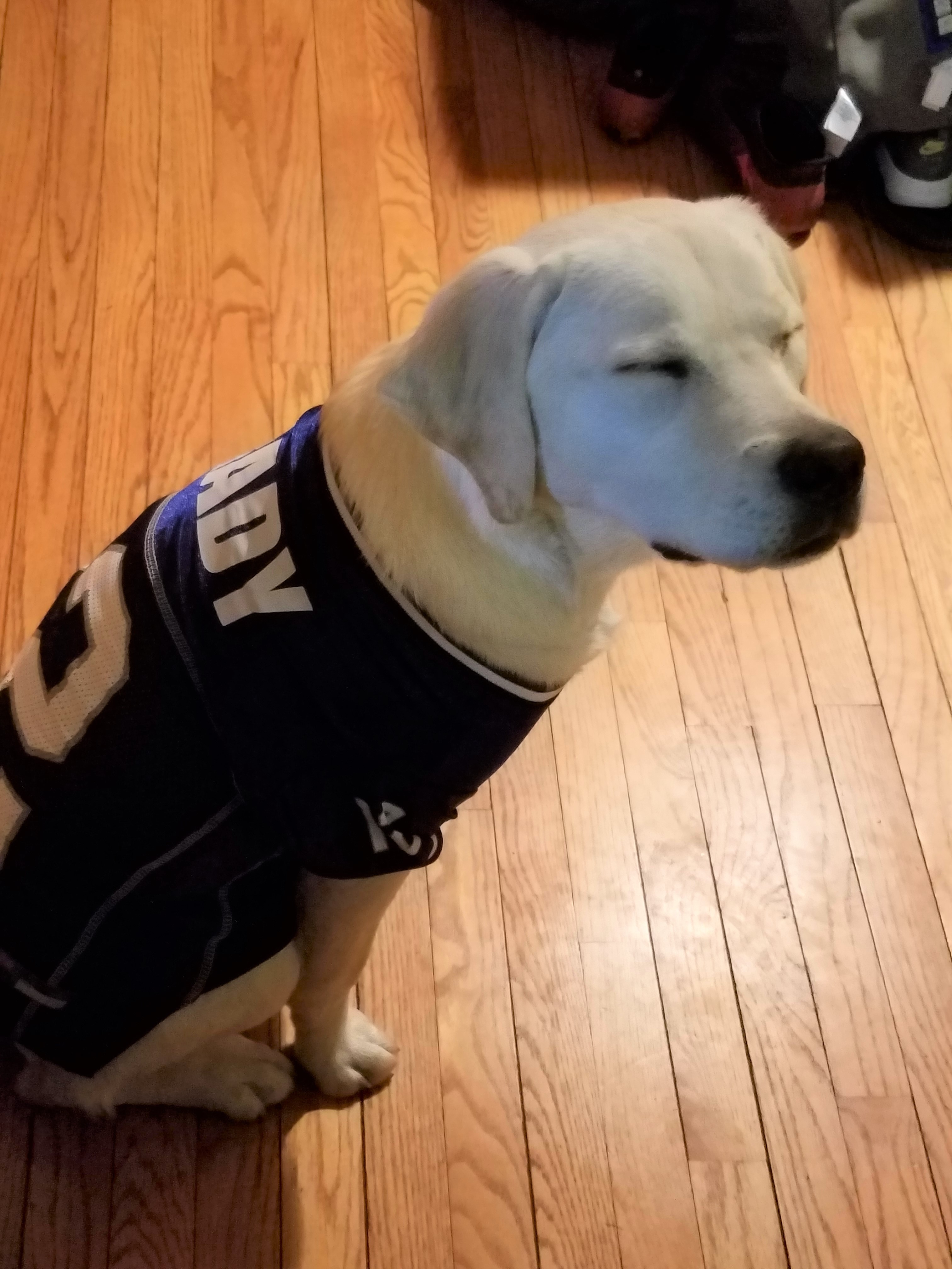 brady dog jersey